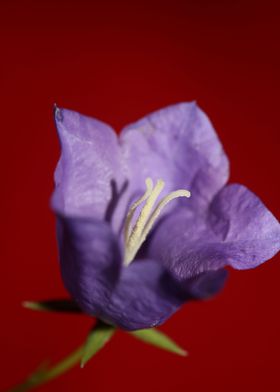 Blue blossom background