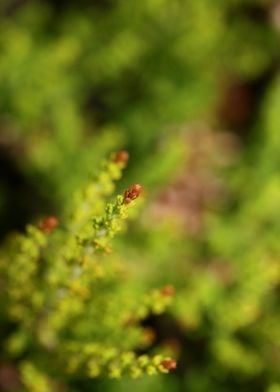 Erica flower blossom macro