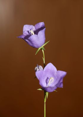 Blue campanula flower