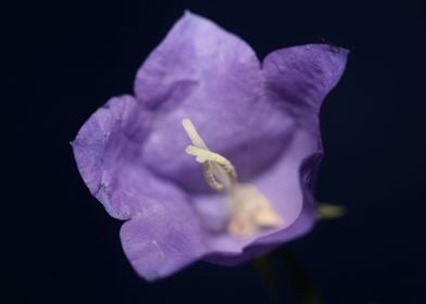 Campanula flower blossom