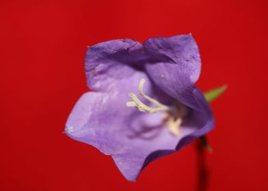 Blue blossom background