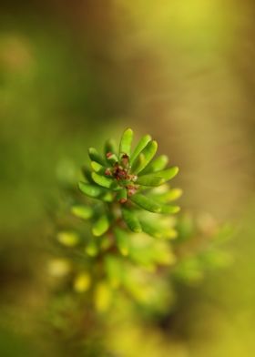 Erica sativa ericaceae