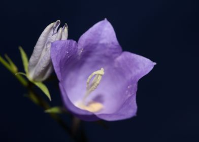 Flower blossoming close up