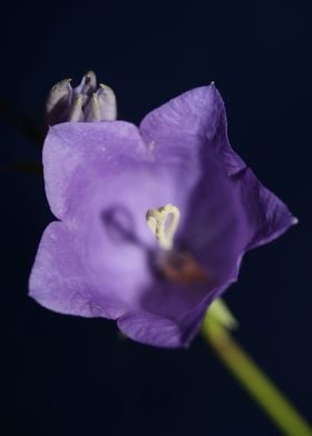 Flower blossoming close up