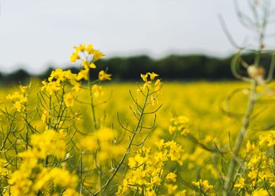 Rapeseed