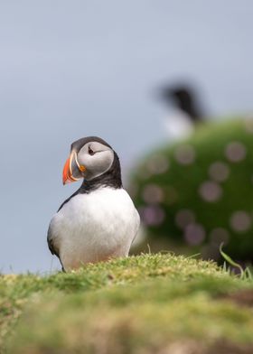 Puffins in Scotland