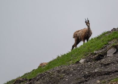 Chamoix in the Swissalps