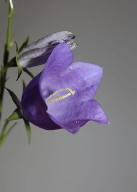 Blue blossoming close up