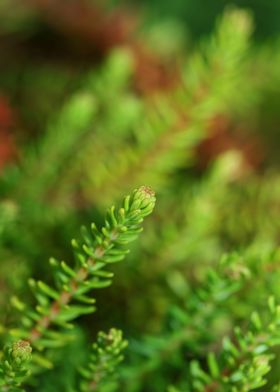 Green erica flower leaves