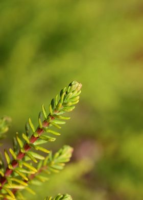 Erica flower blossom macro