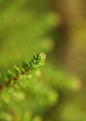 Green erica flower leaves