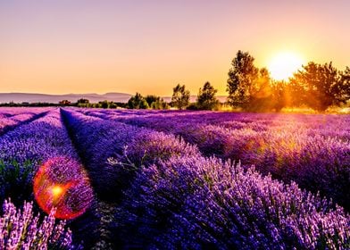 Lavender field sunset