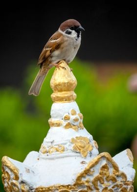 Eurasian tree sparrow 