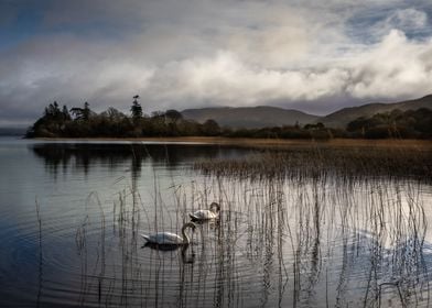 Swans on Lough Colgagh