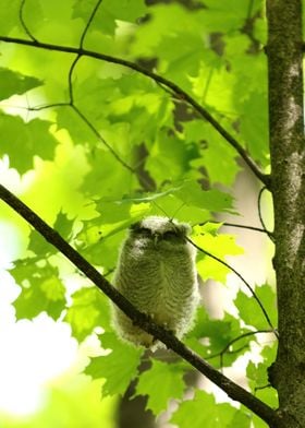 Baby Screech Owlie