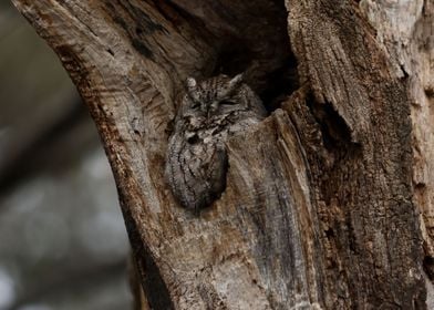 Eastern Screech Owl