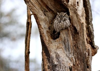 Screech owl nap