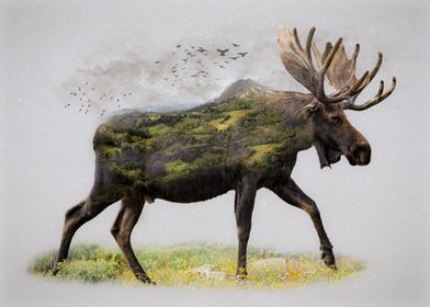 Moose Natural Habitat
