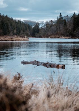 Floating Tree Trunk