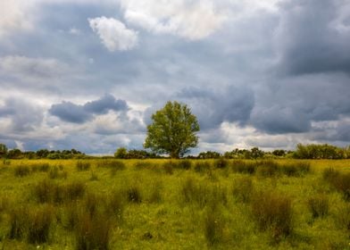 Field in Westmeath