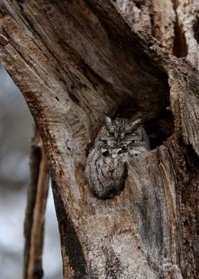 Screech owl roost