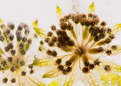 Astrantia in ice 3