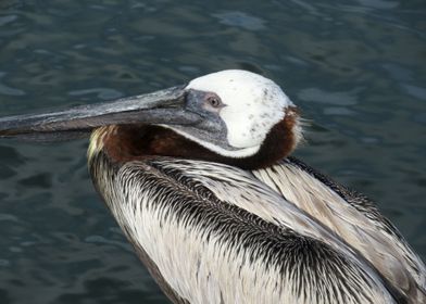 Pretty Pose Pelican