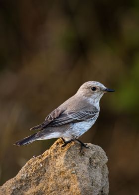 Flycatcher on a rock