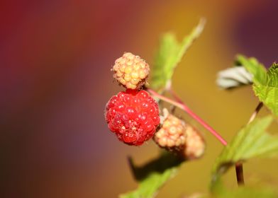 Rubus red fruit close up