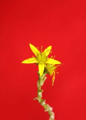 Yellow flower blossoming