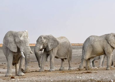 Elephants