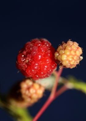 Rubus red fruit close up