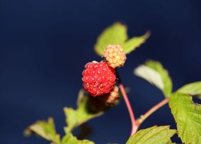 Wild berry fruit close up