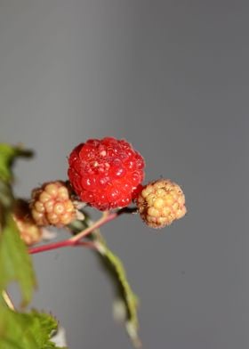 Red wild berry fruit macro