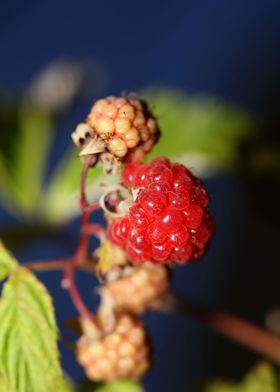 Rubus occidentalis fruit