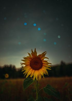 Sunflower Night view