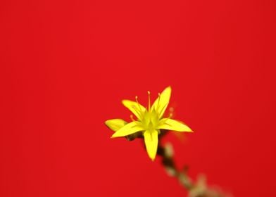 Yellow star flower blossom