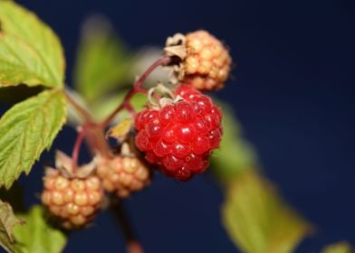 Red wild berry fruit macro