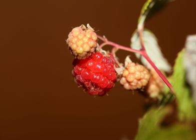 Red berry macro background