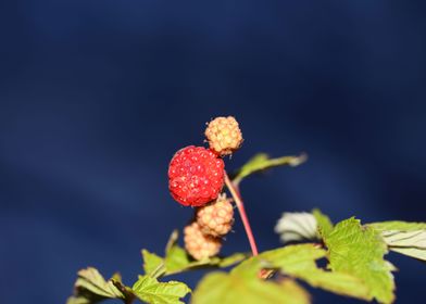 Wild berry fruit close up