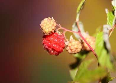 Red wild berry fruit macro