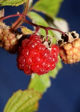 Rubus red fruit close up