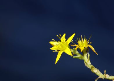 Yellow sedum flower macro