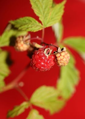 Rubus red fruit close up