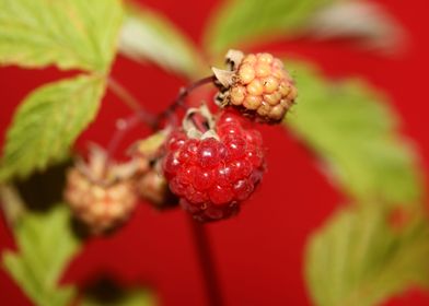 Rubus red fruit close up