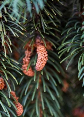 Young fir cones