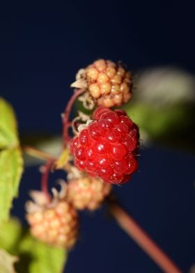 Rubus occidentalis fruit