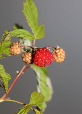 Wild berry fruit close up