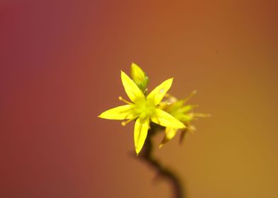 Yellow star flower blossom