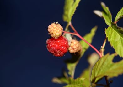 Wild berry fruit close up